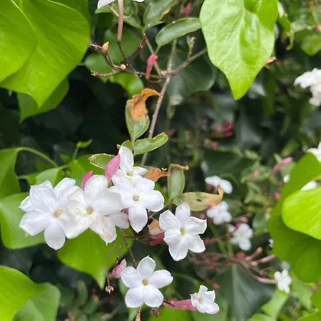 Maison Face A La 6-8 Personnes Jardin - Wifi - Boyard 度假居 奥雷龙圣乔治