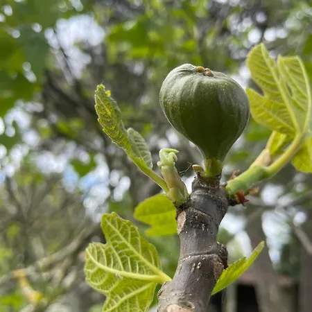 度假居 Maison Face A La 6-8 Personnes Jardin - Wifi - Boyard